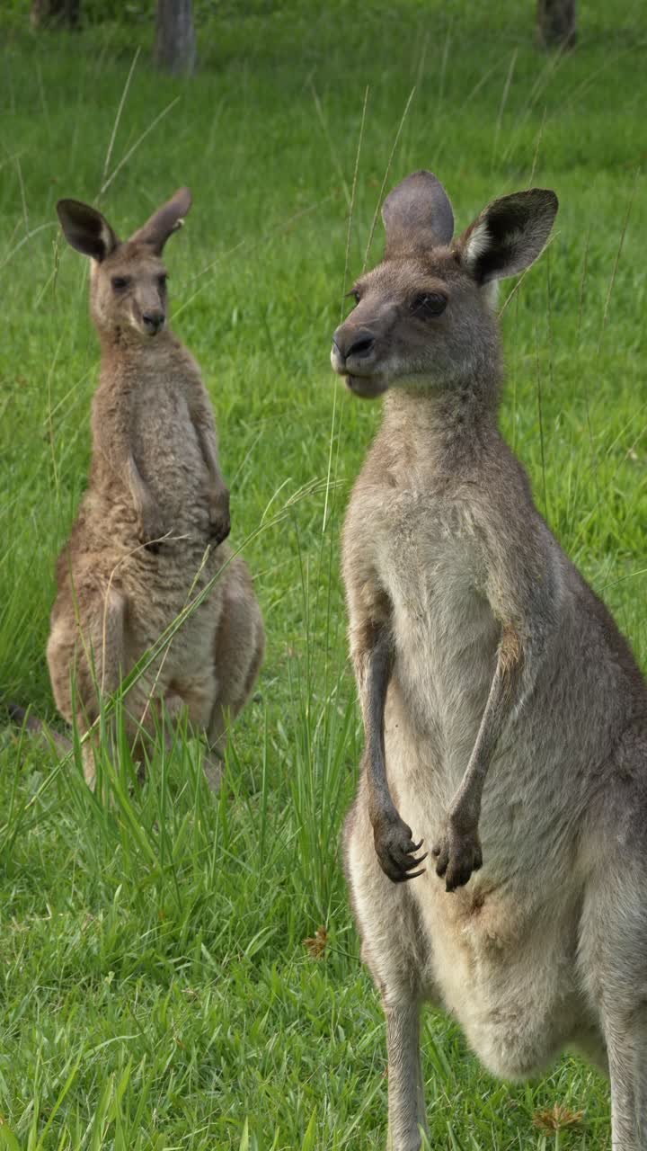 Two Alert Eastern Grey Kangaroos Standing Upright In Lush Grass. Queensland, Australia. vertical shot