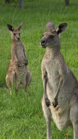 two alert eastern grey kangaroos standing upright in lush grass. queensland, australia. vertical shot