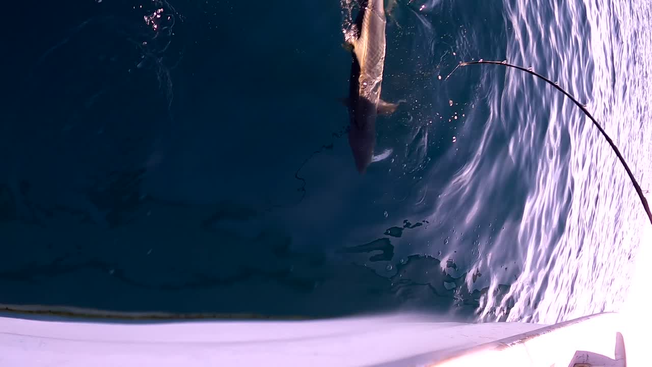 꼬리가 낚싯대에 닿을 때 물에 반사되는 방어 물고기