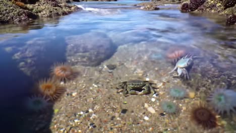 underwater marine life: a close-up of crabs and colorful anemones in a rocky tide pool environment featuring clear waters and vibrant ecosystem