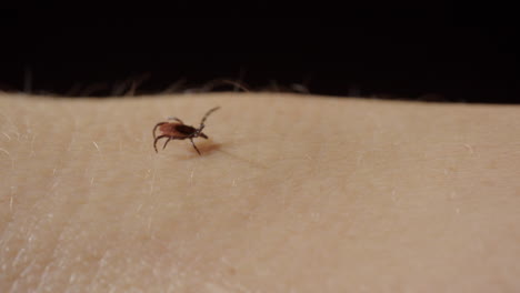 parasitic tick walks awkwardly over human skin with front legs up