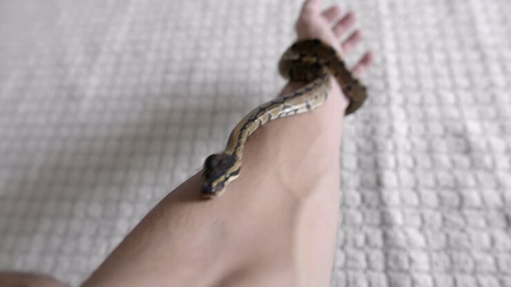 Babypython die over handen beweegt
