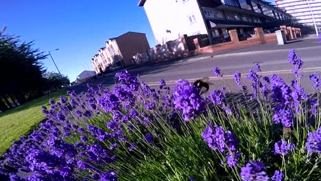 bee flying around colourful bush in city-1