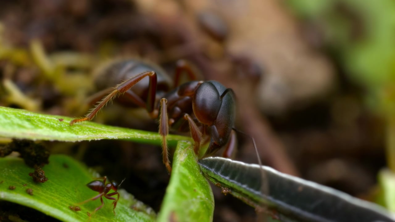 Primo piano di formica rossa che cerca cibo su una foglia, un'operaia che si muove sul suolo muschioso della foresta con mandibole e antenne visibili.
