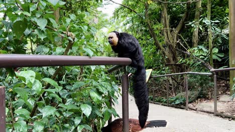 El-Saki-Macho-De-Cara-Blanca-Se-Sacude-Y-Se-Aleja-En-El-Pasamanos,-Mientras-Que-Una-Paujil-Con-Casco-Hembra-Camina-Lentamente-Por-El-Suelo-En-El-Zoológico-De-Safari-Del-Río-De-Singapur,-Reserva-Mandai