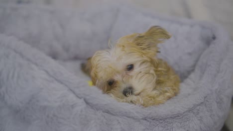 4-month-old havashire puppy with tan, brown, and black fur chewing a bully stick in a cozy gray doggy bed