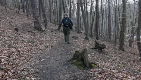 tourist walking on a trail path in a forest exploring the woodland during spring time