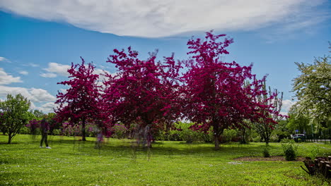 people walking around the beautiful rural landscape and taking pictures with backgrounds of lilac trees blooming in dark purple flowers under blue cloudy sky