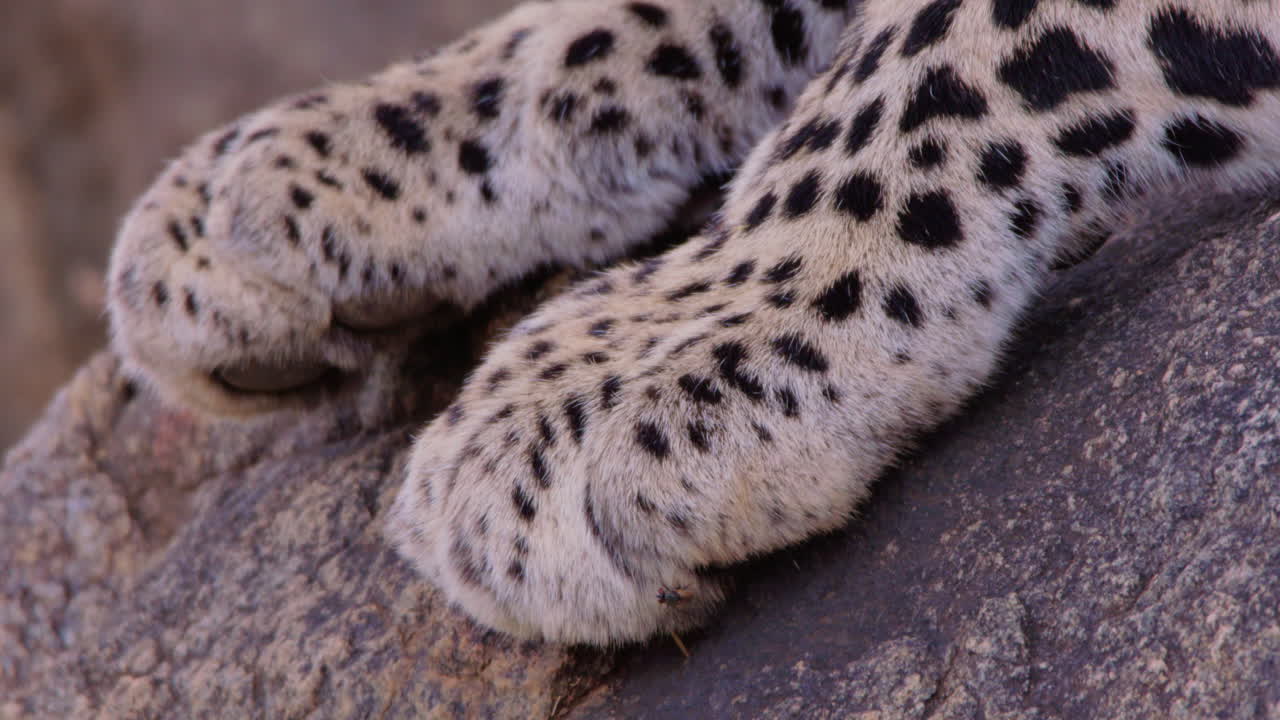 Zampe di leopardo su una roccia nella savana a mezzogiorno