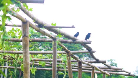 Paar-Schwarze-Drongos,-Die-In-Einem-Schlangenkürbis-Gemüsegarten-Ruhen