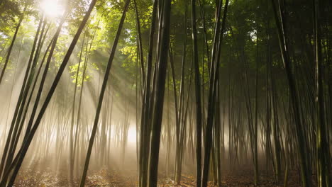 sunlight piercing a misty bamboo forest