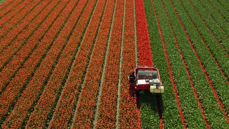 Sunny-spring-day-in-brightly-colored-tulip-field-with-machine-topping-petals