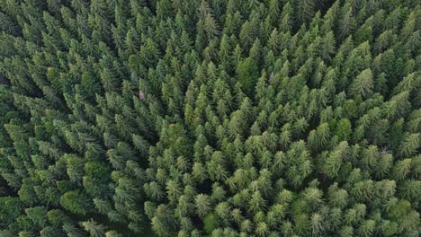 aerial shot of dense green forest