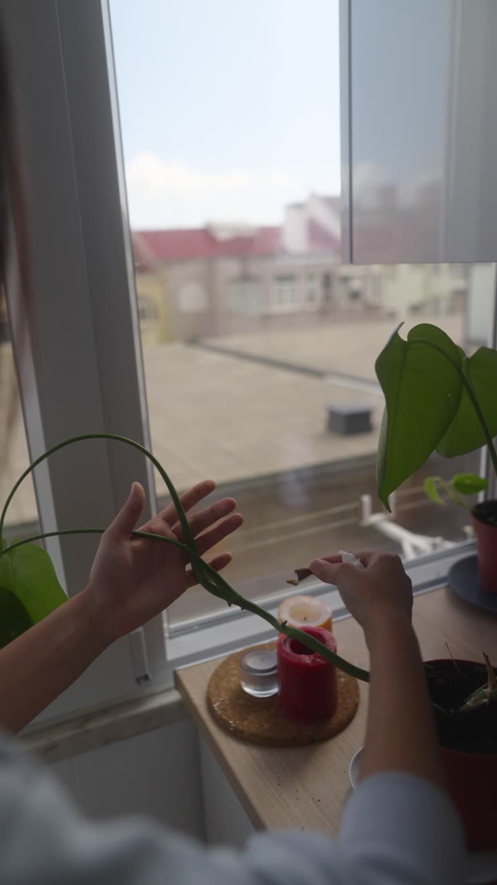 Propagating a Houseplant at Home