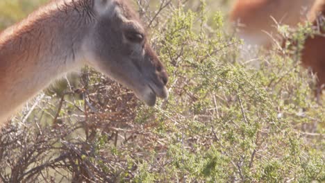 a guanaco carefully picking leaves to eat from the thorny bushes using its tongue