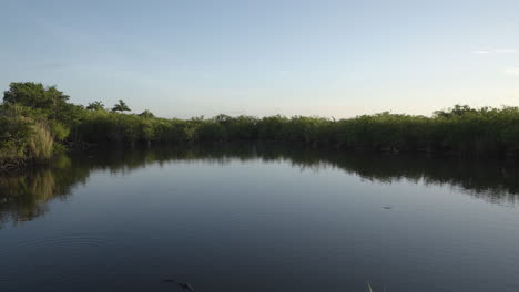 tranquil wetland with alligator and lush greenery