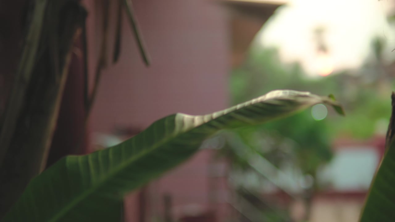 Foglie verdi di piante tropicali accanto a una casa residenziale nella calda luce della sera. Scena naturale di un quartiere tranquillo con fogliame, verde urbano e dintorni pacifici.