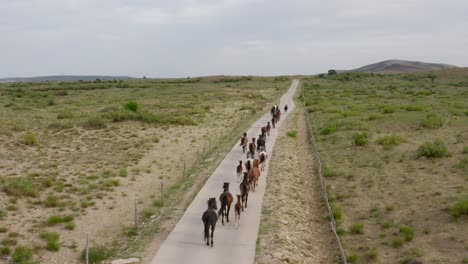 herd of beautiful horses trotting along a road in a steppe landscape