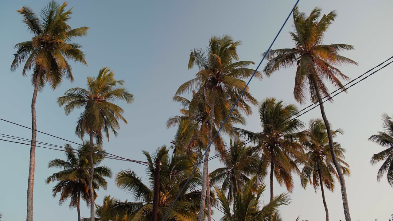 Tall palms swaying in the wind on a late afternoon