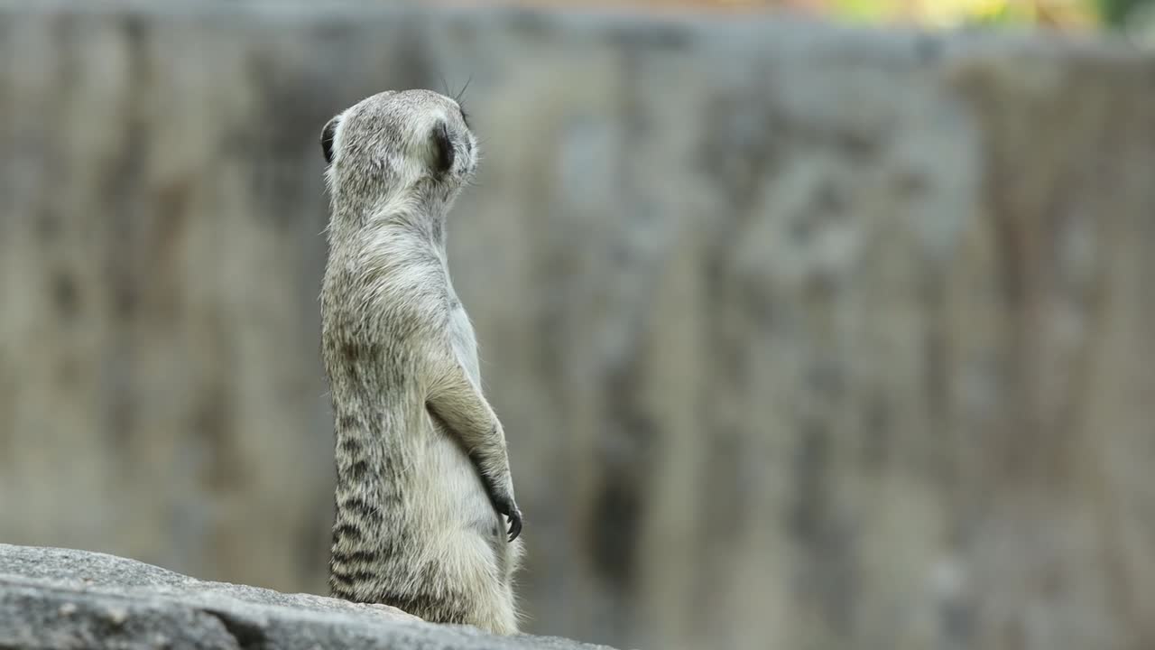 Meerkat Standing Alert on Stone in Natural Habitat with Rocky Background