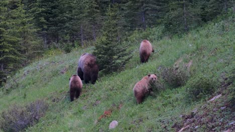 a grizzly bear mother leads her cubs through a dense forest, gently foraging for food amongst the undergrowth as the light wanes at the end of the day