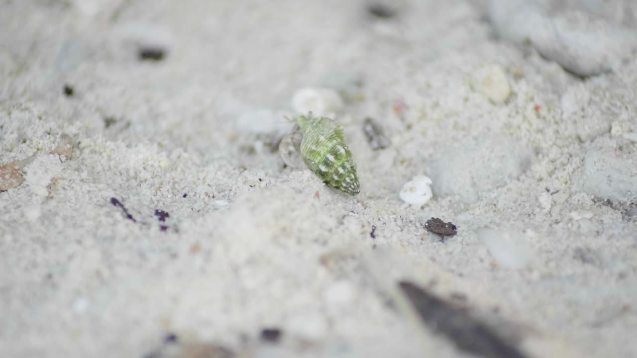 A very small crab slowly walks away across the sand with a green tinge to his shell