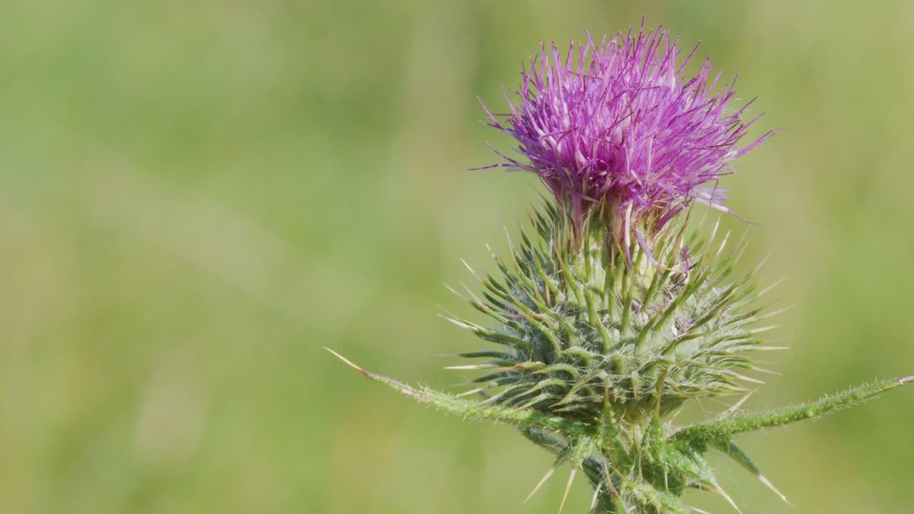 A single purple thistle flower gently sways in a sunlit grassy field, captured in a steady close-up with soft natural lighting and shallow depth of field