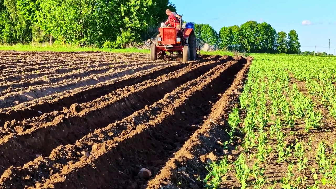 Agricultural tractor preparing land with a plow for the upcoming planting of potatoes
