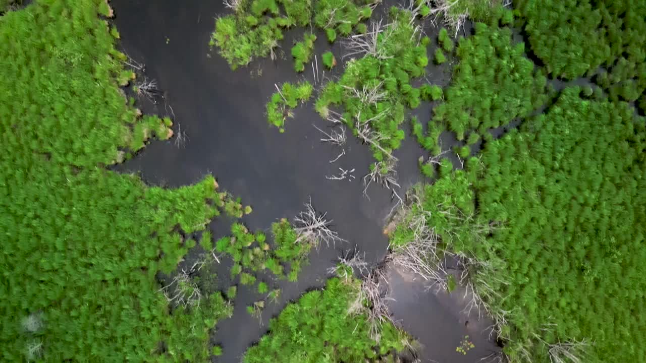 미시간 주 휴론 호수 에 있는 작은 식물성 호수 입구 의 바람 에 흔들리는 떠다니는 풀 의 공중 위 아래 로