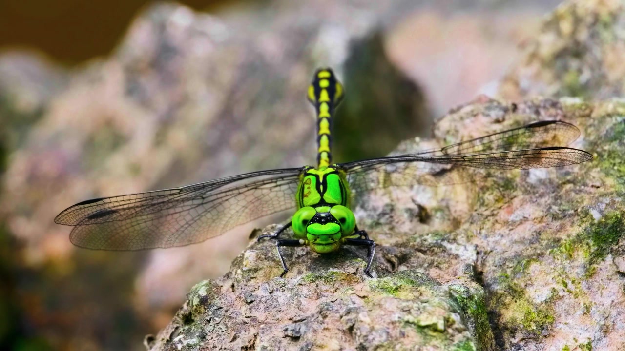 Un primo piano macro cinematografico mozzafiato che cattura una vivace libellula snaketail verde appollaiata su una roccia di fiume bagnata con le sue ali intricate completamente estese.