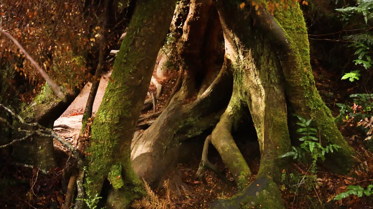 árbol con raíces y follaje en la selva tropical