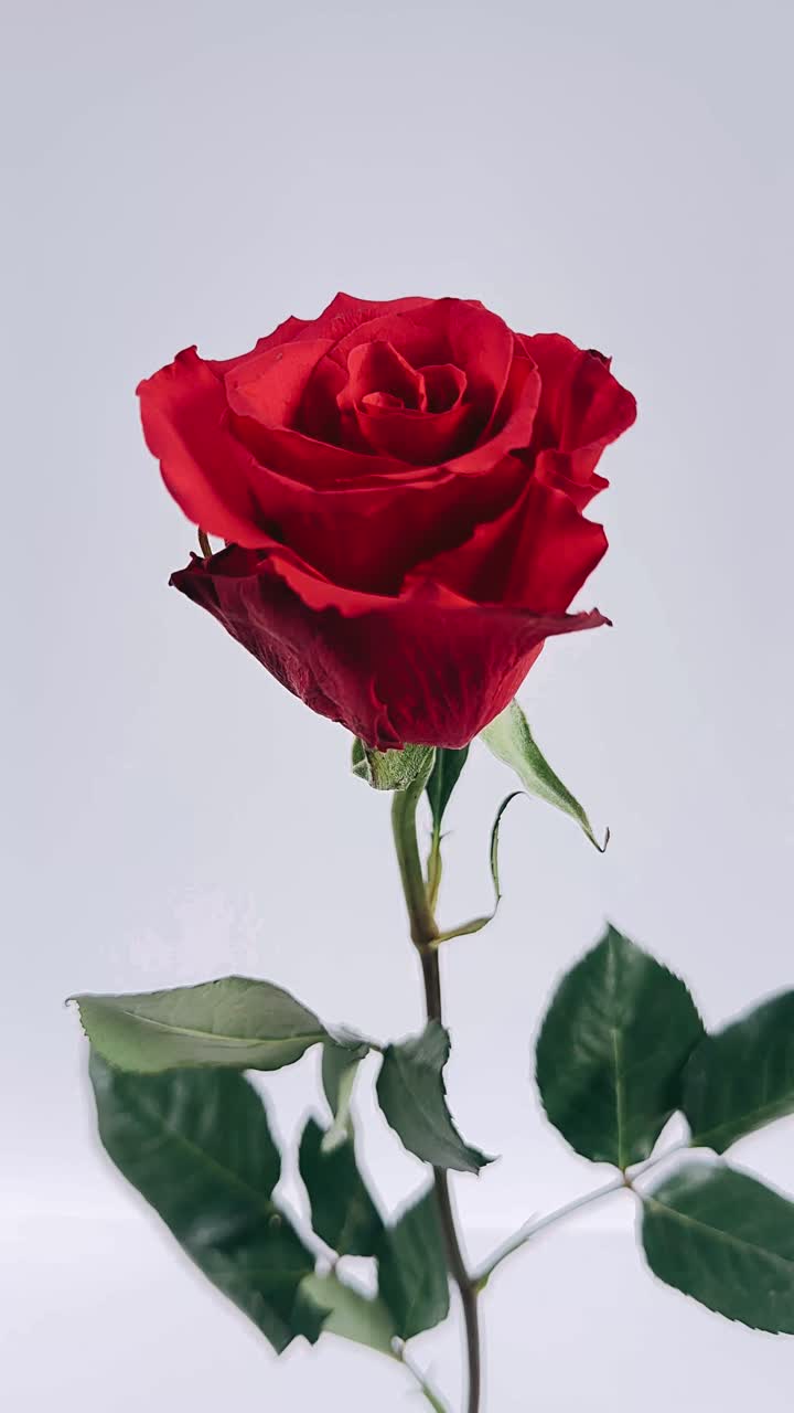 Bella rosa rossa