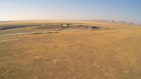 an aerial of free range cattle in dry desert country