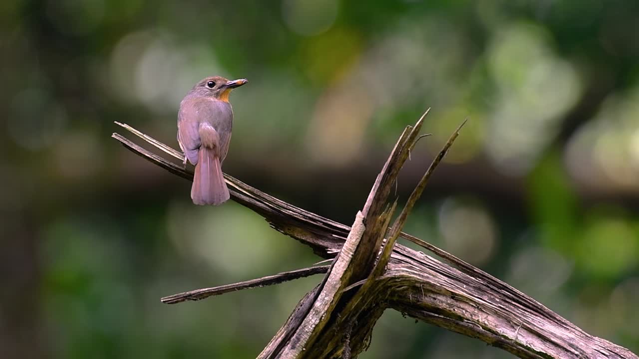 el papamoscas azul de la colina se encuentra en un hábitat de gran altura, tiene plumas azules y un pecho anaranjado para el macho, mientras que la hembra es de color marrón canela pálido y también con un pecho anaranjado en transición