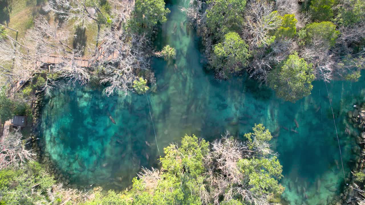 Sorvolo aereo di una sorgente naturale con un branco di lamantini