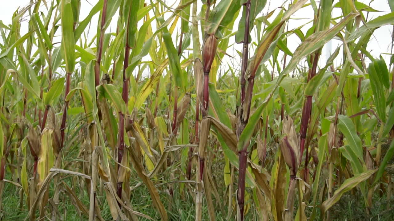 Dried corn on the field Feed Corn drying