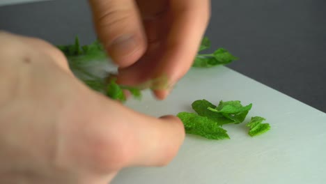 girl picking leaves off spearmint, with bare hands