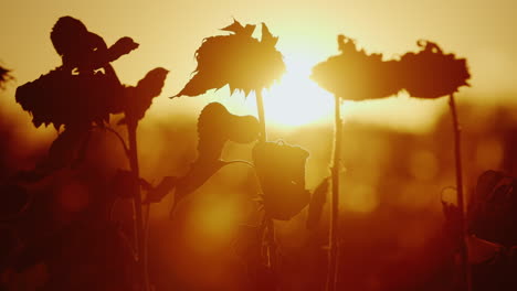 the orange sun shines through the sunflower plant sunflower ripe bends to the ground and is ready fo