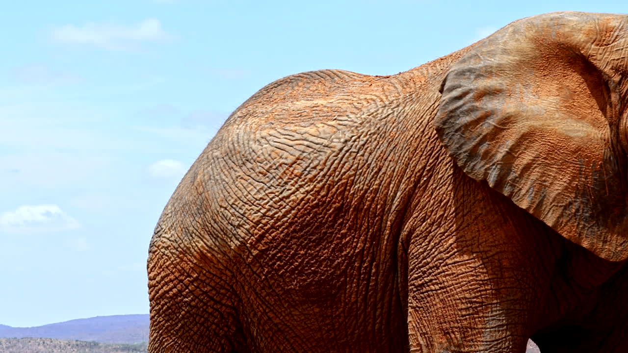 Big African elephant bull covered in dust to protect its skin from harsh sun
