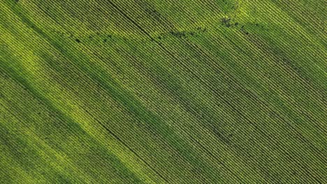 filas interminables en un enorme campo de maíz verde, girando el tiro de arriba hacia abajo del dron