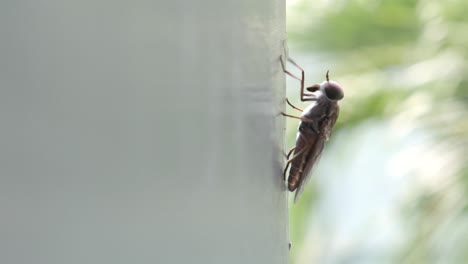 a large fly perched and crawled on the walls