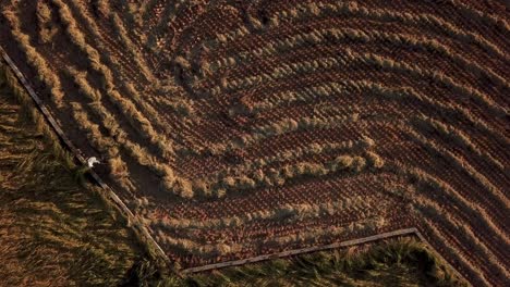 Patrón-Paralelo-En-El-Campo-Agrícola-De-Arroz-En-La-Temporada-De-Cosecha-En-Verano-Habilidad-Agrícola-Tradicional-Familia-Local-Trabajando-En-La-Tierra-En-El-Bosque-De-Montaña-Naturaleza-Hircaniana-En-Gilan-Irán-Arroz-Seco