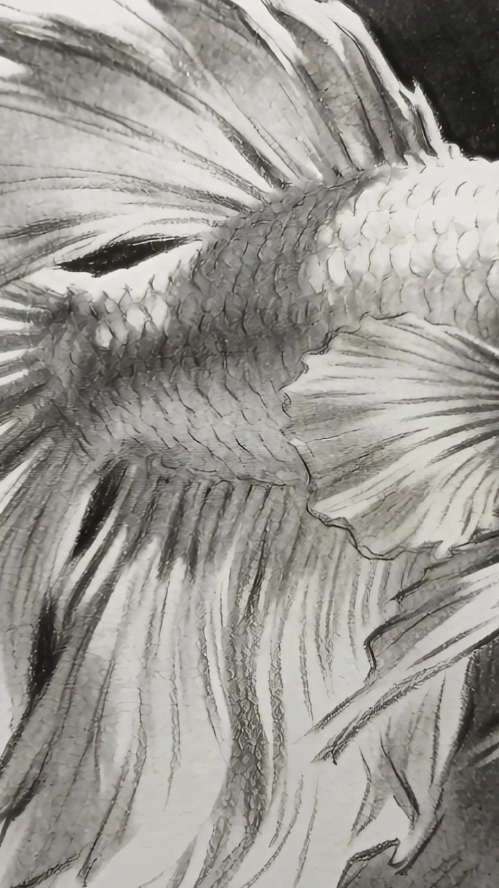Video verticale: La telecamera si sposta a destra, rivelando un pesce betta disegnato su carta per mostrare i tratti a grafite.