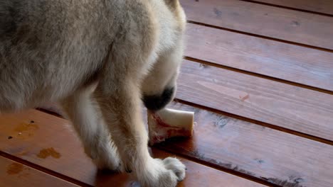 bebé lobo gris masticando un hueso