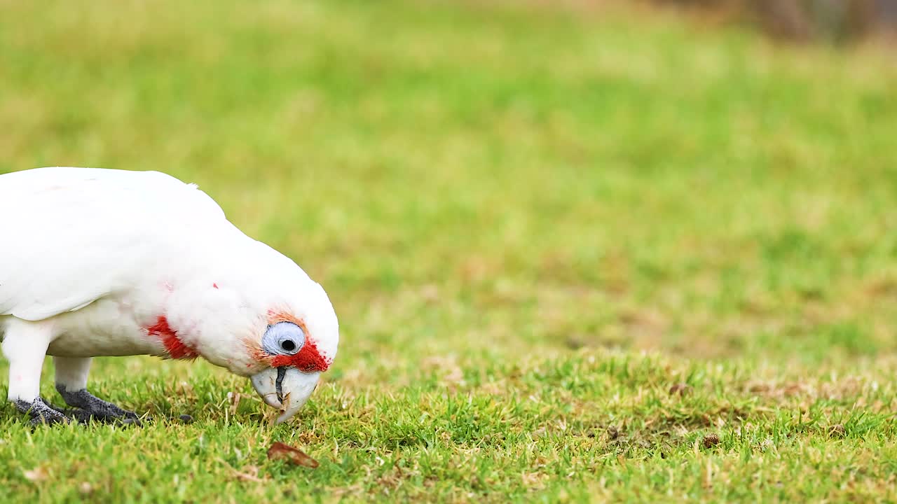 A Long-Billed Corella searches for food on grassy terrain under natural daylight, showcasing its distinctive features and behaviors