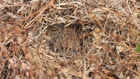 quail bird chick in nest