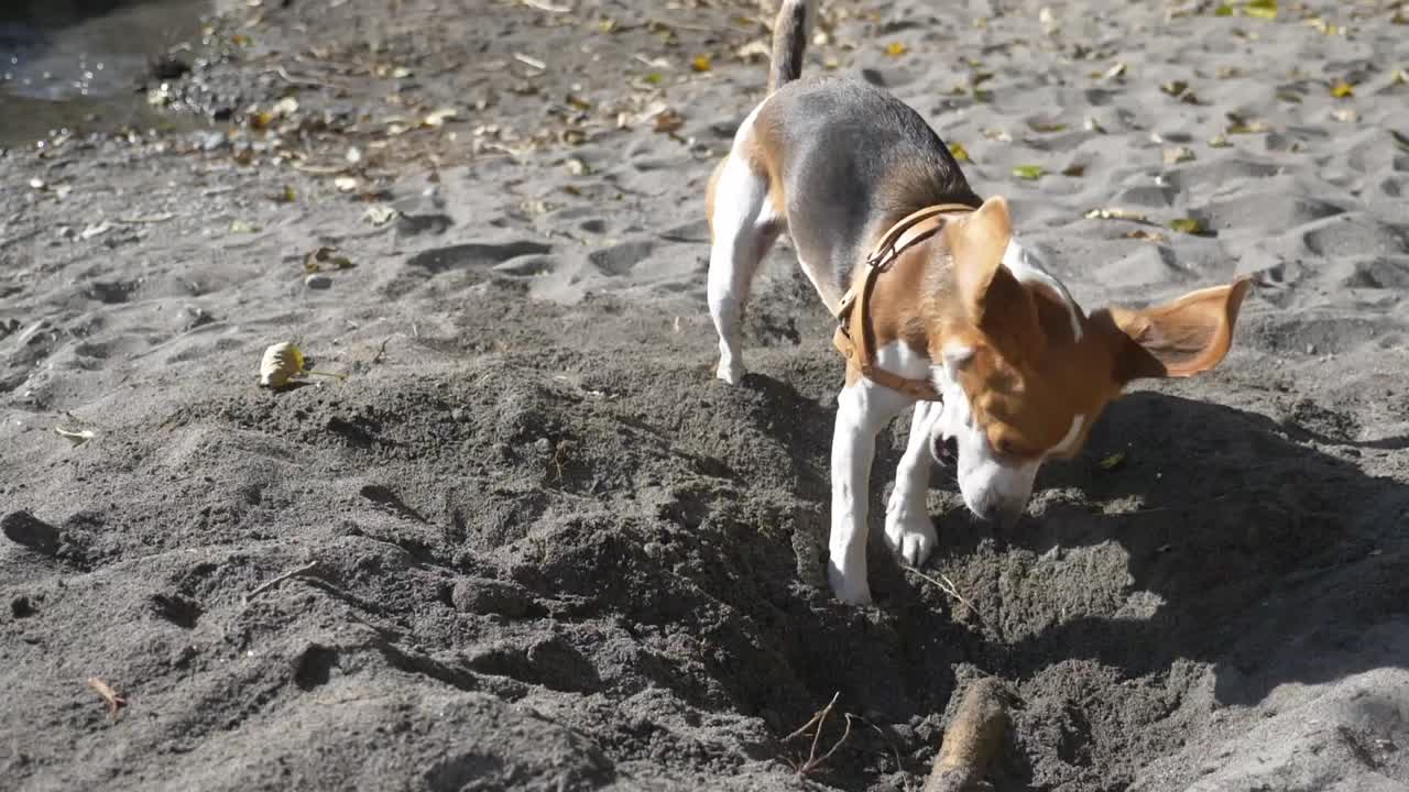 Cucciolo di Beagle giocoso che scava un ramo nella sabbia in estate.