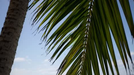 close-up of palm leaves with a low-angle view, capturing a tropical vibe