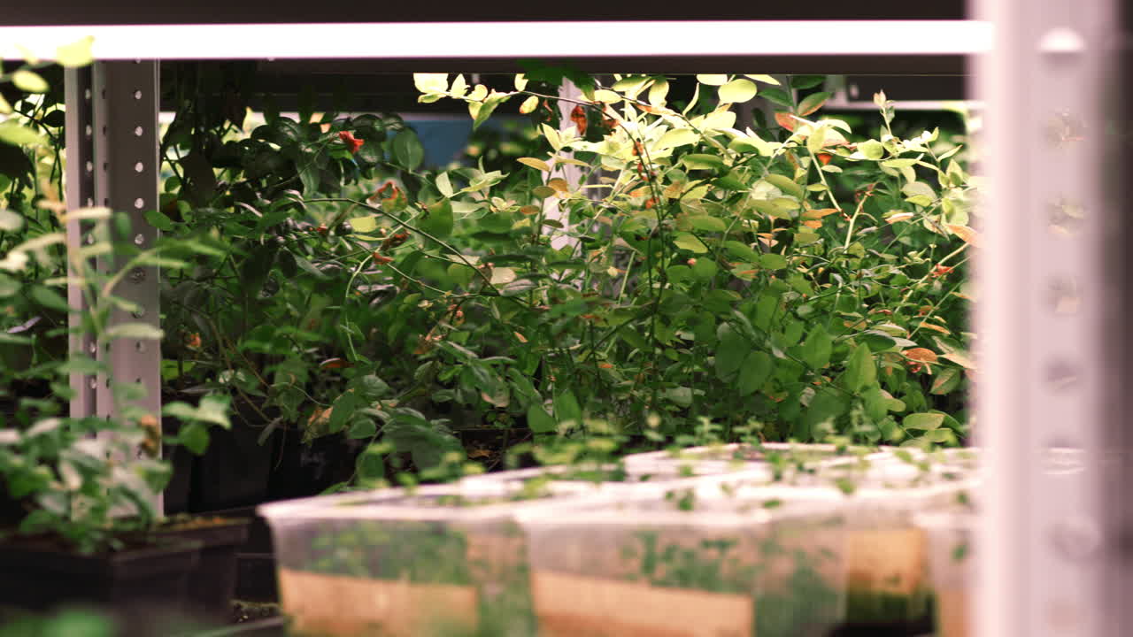 agricultura moderna de las plantas que crecen en el invernadero. plantas de cultivo en el invernadero