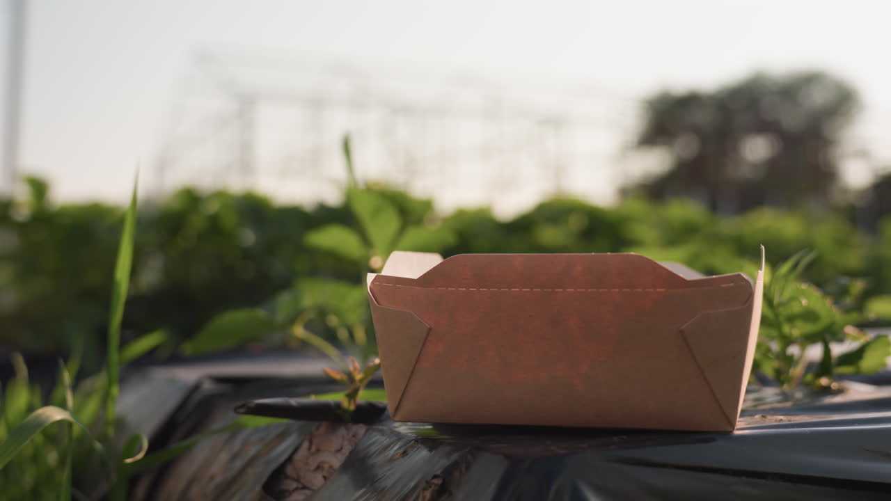 empty kraft cardboard box resting on black plastic mulch among lush strawberry plants under soft golden light with blurred metal frame and leafy background evoking rustic farm morning glow